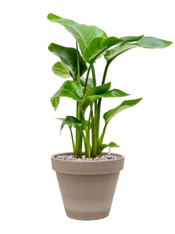 Ansamblu D24.5xH63cm cu planta naturala Strelitzia nicolai in ghiveci Terra Cotta all inclusive set cu granule decorative