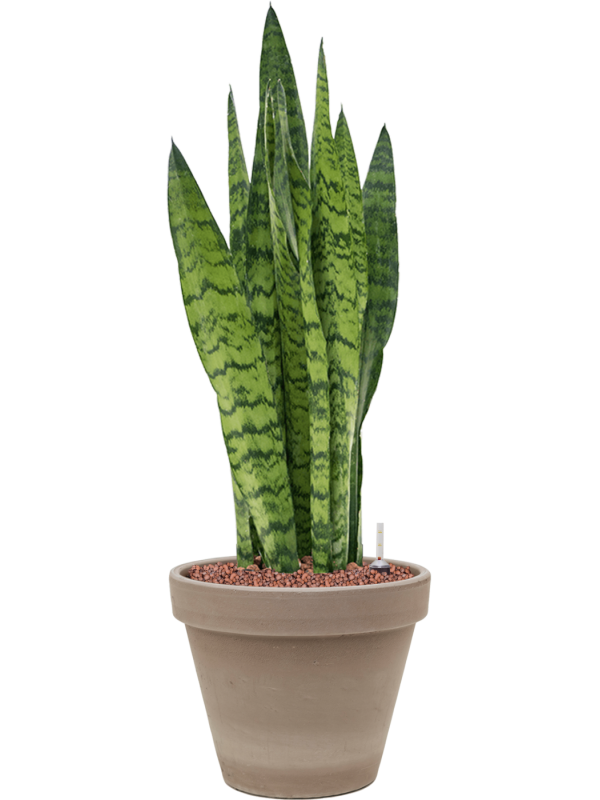 Ansamblu D24.5xH67cm cu planta naturala Sansevieria zeylanica in ghiveci Terra Cotta all inclusive set cu granule decorative