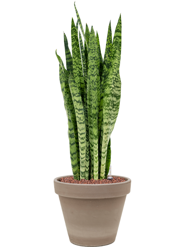 Ansamblu D24.5xH72cm cu planta naturala Sansevieria zeylanica in ghiveci Terra Cotta all inclusive set cu granule decorative