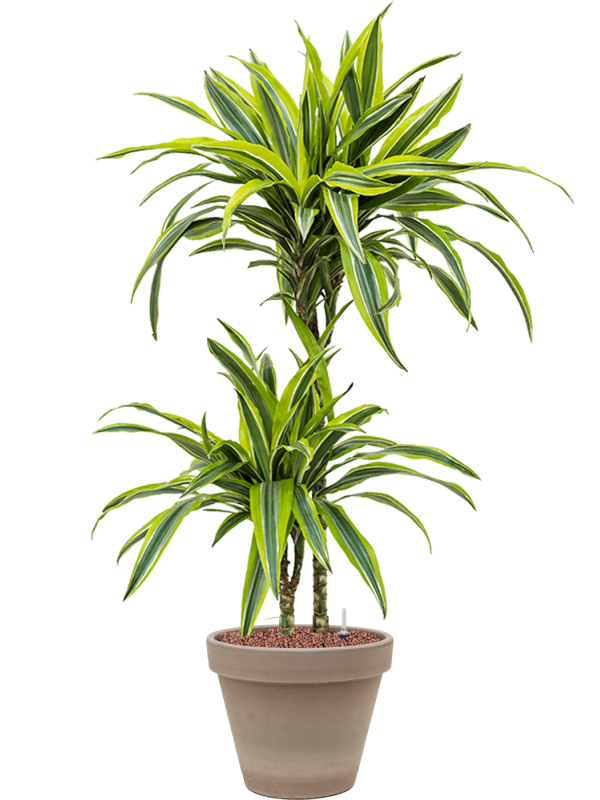 Ansamblu D24.5xH94cm cu planta naturala Dracaena fragrans 'Lemon Lime' in ghiveci Terra Cotta all inclusive set cu granule decorative