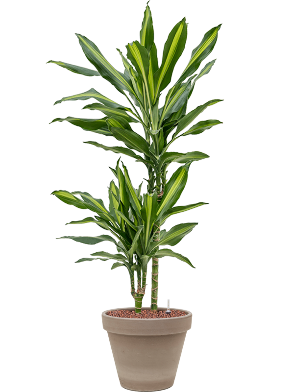 Ansamblu D24.5xH95cm cu planta naturala Dracaena fragrans 'Cintho' in ghiveci Terra Cotta all inclusive set cu granule decorative