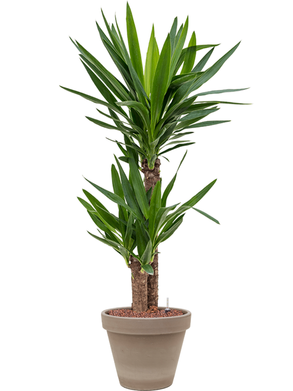 Ansamblu D24.5xH95cm cu planta naturala Yucca elephantipes in ghiveci Terra Cotta all inclusive set cu granule decorative