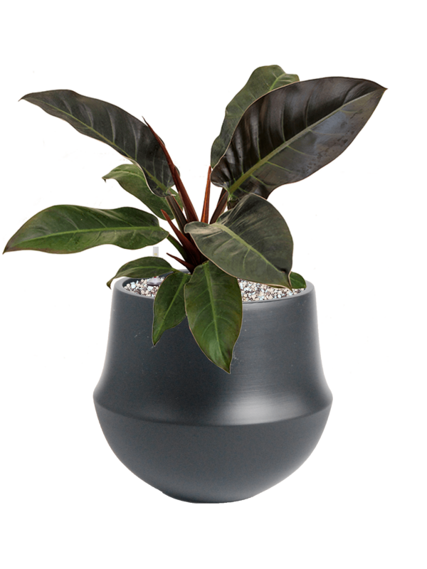 Ansamblu D24xH41cm cu planta naturala Philodendron 'Imperial Red' in ghiveci Fusion all inclusive set cu granule decorative