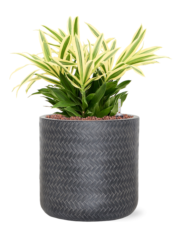 Ansamblu D24xH45cm cu planta naturala Pleomele reflexa 'Song of Sri Lanka' in ghiveci Baq Angle all inclusive set cu granule decorative