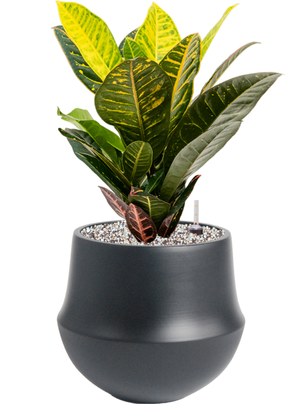 Ansamblu D24xH48cm cu planta naturala Croton (Codiaeum) variegatum 'Petra' in ghiveci Fusion all inclusive set cu granule decorative