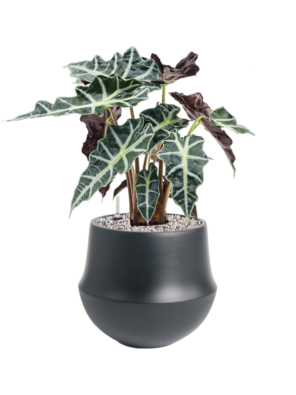 Ansamblu D24xH49cm cu planta naturala Alocasia 'Polly' in ghiveci Fusion all inclusive set cu granule decorative