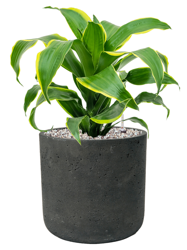 Ansamblu D24xH49cm cu planta naturala Dracaena fragrans 'Dorado' in ghiveci Rough all inclusive set cu granule decorative
