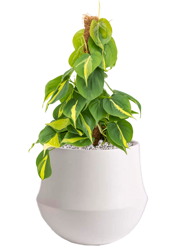 Ansamblu D24xH49cm cu planta naturala Philodendron scandens 'Brasil' in ghiveci Fusion all inclusive set cu granule decorative