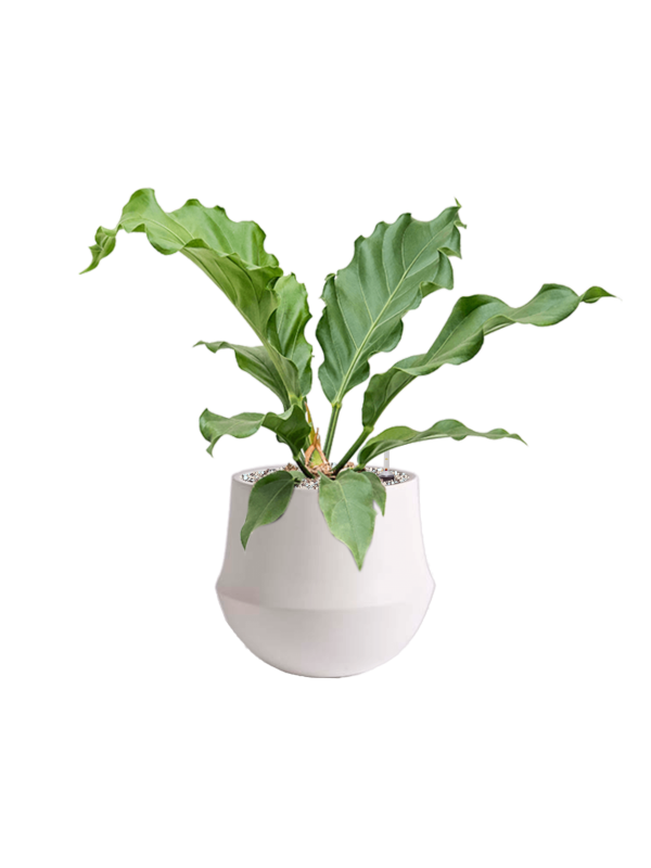 Ansamblu D24xH50cm cu planta naturala Anthurium plowmanii 'Storm' in ghiveci Fusion all inclusive set cu granule decorative