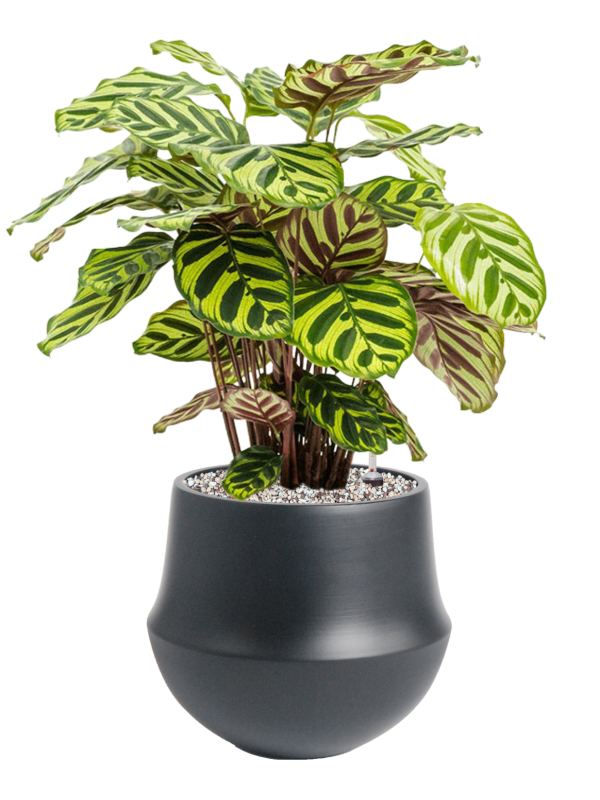 Ansamblu D24xH53cm cu planta naturala Calathea makoyana in ghiveci Fusion all inclusive set cu granule decorative