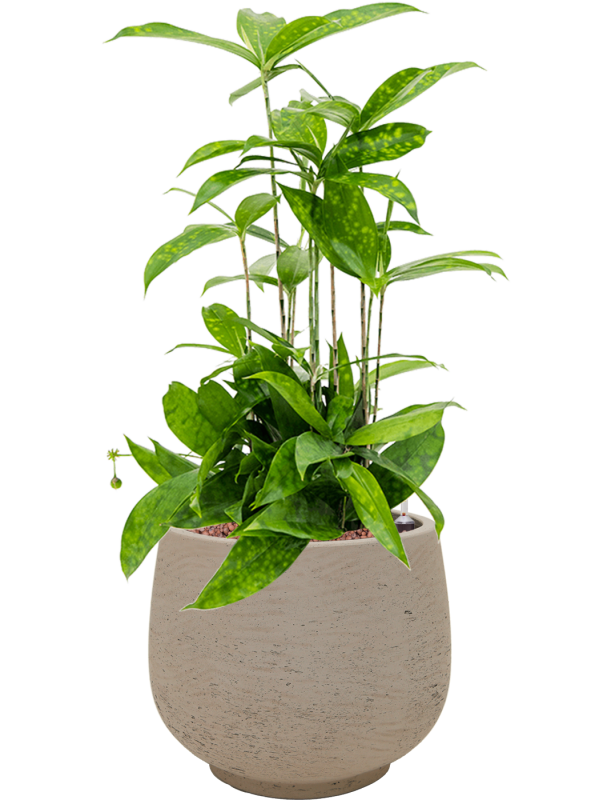 Ansamblu D24xH54cm cu planta naturala Dracaena surculosa in ghiveci Rough all inclusive set cu granule decorative