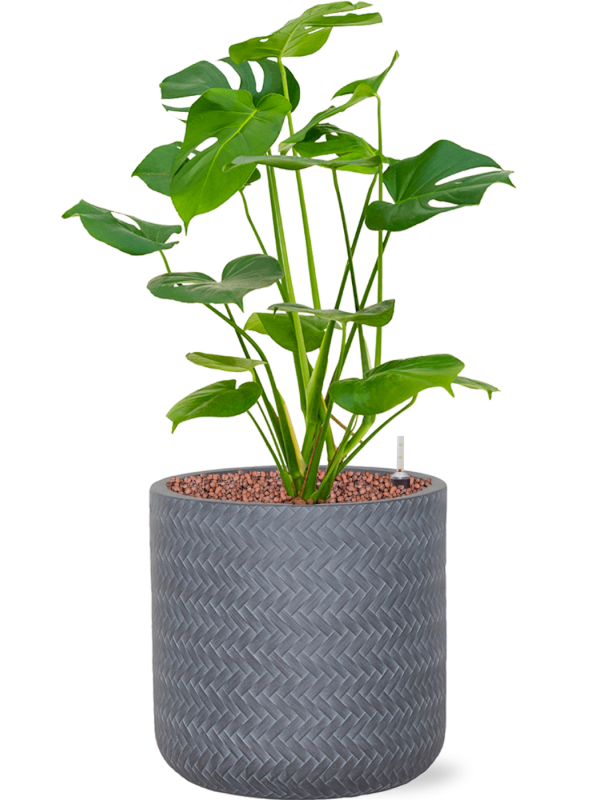 Ansamblu D24xH58cm cu planta naturala Monstera deliciosa in ghiveci Baq Angle all inclusive set cu granule decorative