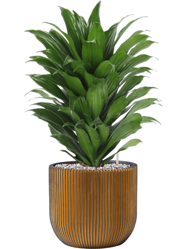 Ansamblu D24xH59cm cu planta naturala Dracaena fragrans 'Compacta' in ghiveci Capi Nature Groove all inclusive set cu granule decorative