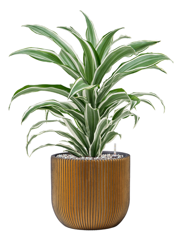 Ansamblu D24xH59cm cu planta naturala Dracaena fragrans 'White Jewel' in ghiveci Capi Nature Groove all inclusive set cu granule decorative