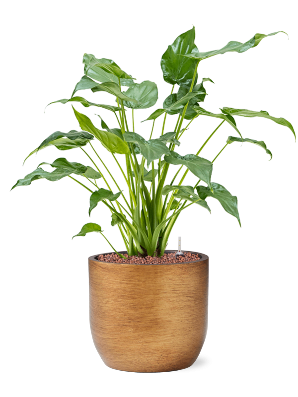 Ansamblu D24xH60cm cu planta naturala Alocasia cucullata in ghiveci Capi Lux Retro all inclusive set cu granule decorative