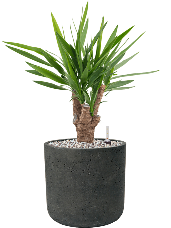Ansamblu D24xH62cm cu planta naturala Yucca elephantipes in ghiveci Rough all inclusive set cu granule decorative