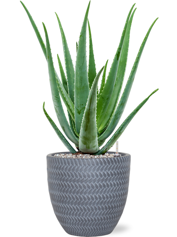 Ansamblu D24xH63cm cu planta naturala Aloe vera barbadensis in ghiveci Baq Angle all inclusive set cu granule decorative