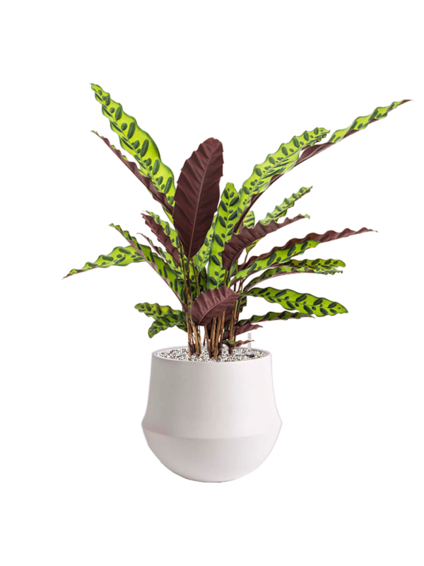 Ansamblu D24xH63cm cu planta naturala Calathea insignis in ghiveci Fusion all inclusive set cu granule decorative