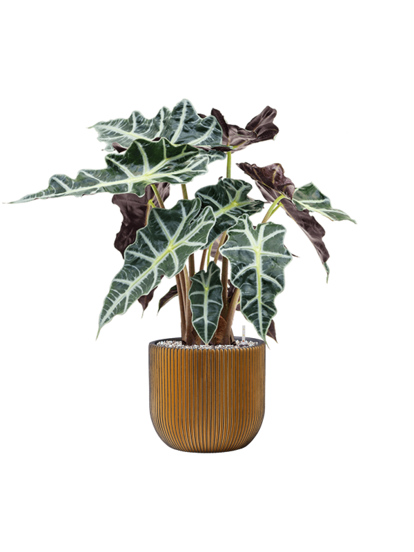 Ansamblu D24xH64cm cu planta naturala Alocasia 'Polly' in ghiveci Capi Nature Groove all inclusive set cu granule decorative