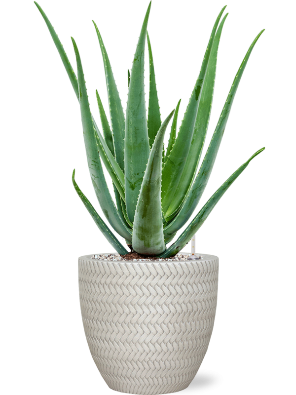 Ansamblu D24xH64cm cu planta naturala Aloe vera barbadensis in ghiveci Baq Angle all inclusive set cu granule decorative