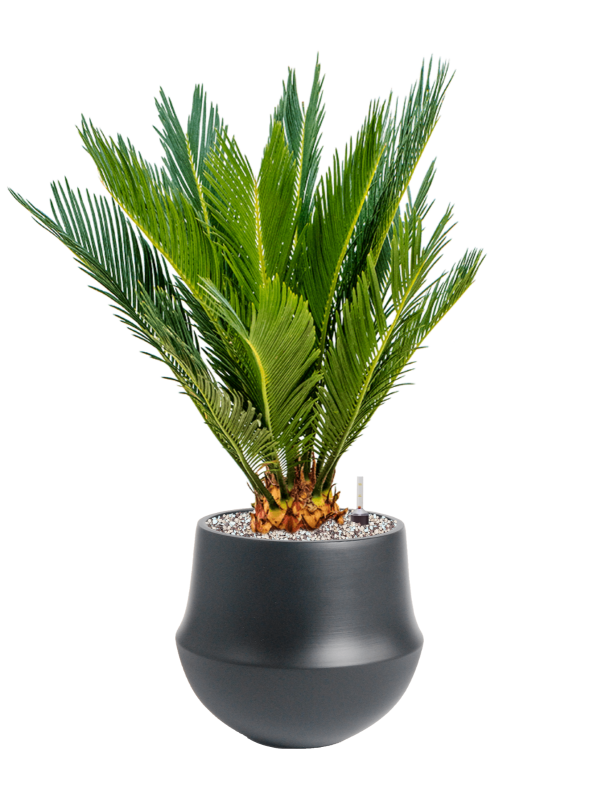 Ansamblu D24xH64cm cu planta naturala Cycas revoluta in ghiveci Fusion all inclusive set cu granule decorative