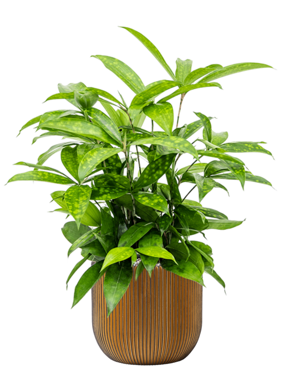 Ansamblu D24xH64cm cu planta naturala Dracaena surculosa in ghiveci Capi Nature Groove all inclusive set cu granule decorative