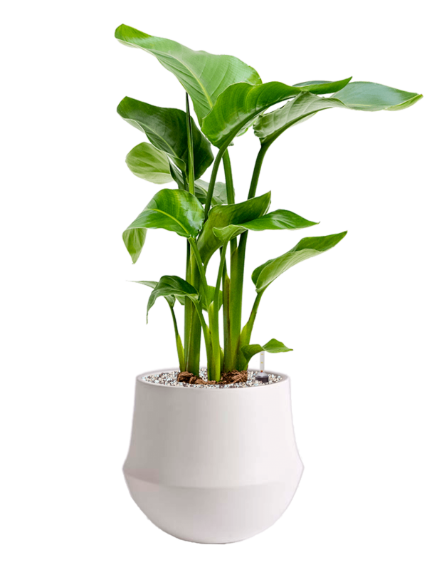 Ansamblu D24xH64cm cu planta naturala Strelitzia nicolai in ghiveci Fusion all inclusive set cu granule decorative