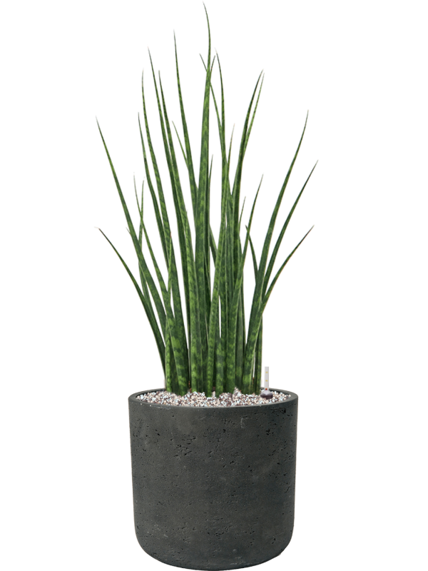 Ansamblu D24xH75cm cu planta naturala Sansevieria cylindrica 'Fernwood Mikado' in ghiveci Rough all inclusive set cu granule decorative