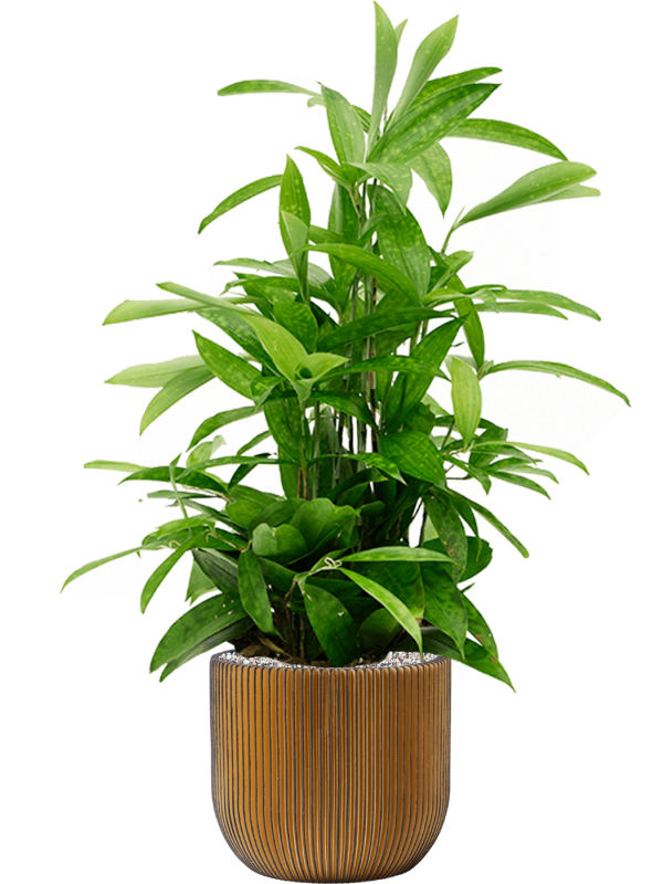 Ansamblu D24xH77cm cu planta naturala Dracaena surculosa in ghiveci Capi Nature Groove all inclusive set cu granule decorative