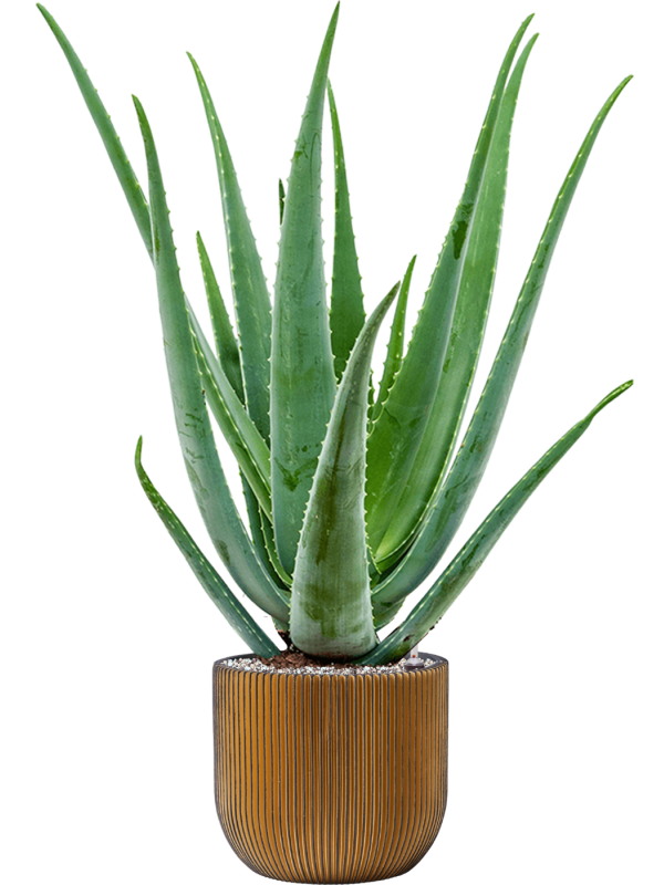 Ansamblu D24xH79cm cu planta naturala Aloe vera barbadensis in ghiveci Capi Nature Groove all inclusive set cu granule decorative