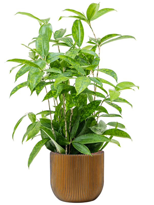 Ansamblu D24xH79cm cu planta naturala Dracaena surculosa in ghiveci Capi Nature Groove all inclusive set cu granule decorative