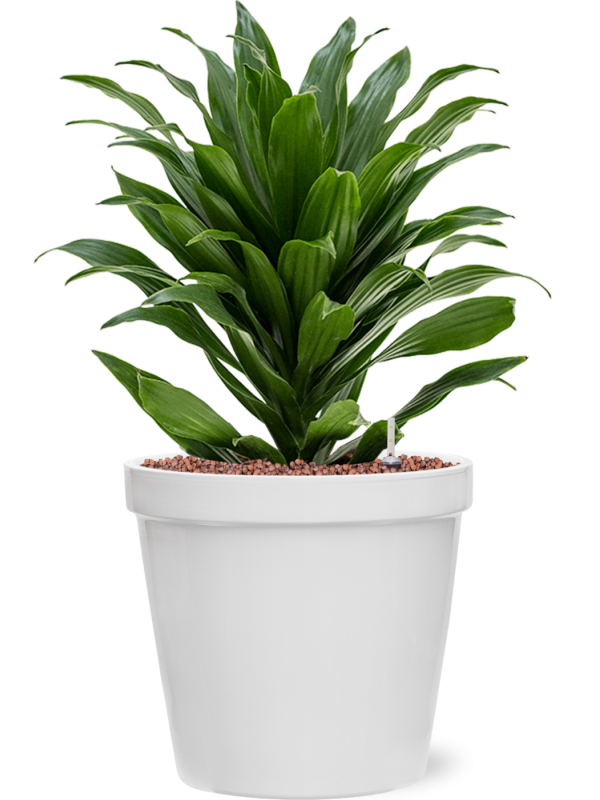 Ansamblu D25.5xH53cm cu planta naturala Dracaena fragrans 'Compacta' in ghiveci Feliz all inclusive set cu granule decorative