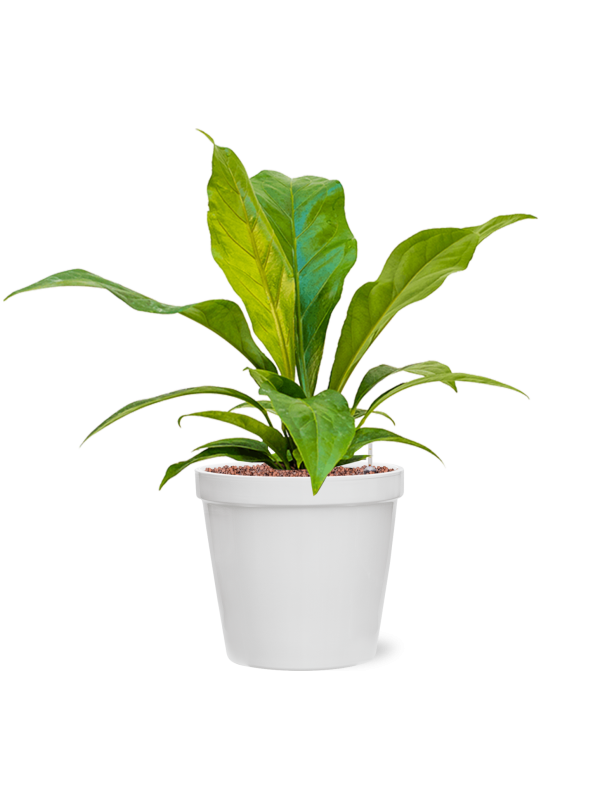 Ansamblu D25.5xH60cm cu planta naturala Anthurium ellipticum 'Jungle bush' in ghiveci Feliz all inclusive set cu granule decorative