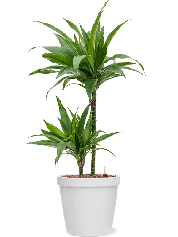 Ansamblu D25.5xH88cm cu planta naturala Dracaena fragrans 'Janet Craig' in ghiveci Feliz all inclusive set cu granule decorative