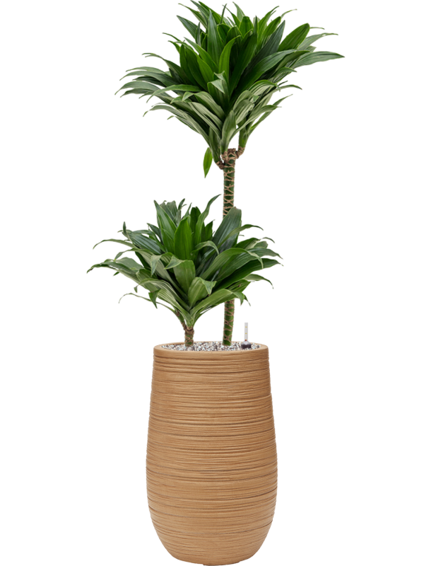 Ansamblu D25xH101cm cu planta naturala Dracaena fragrans 'Compacta' in ghiveci Baq Dune all inclusive set cu granule decorative