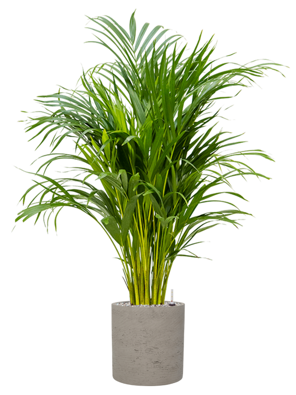 Ansamblu D25xH114cm cu planta naturala Dypsis (Areca) lutescens in ghiveci Rough all inclusive set cu granule decorative