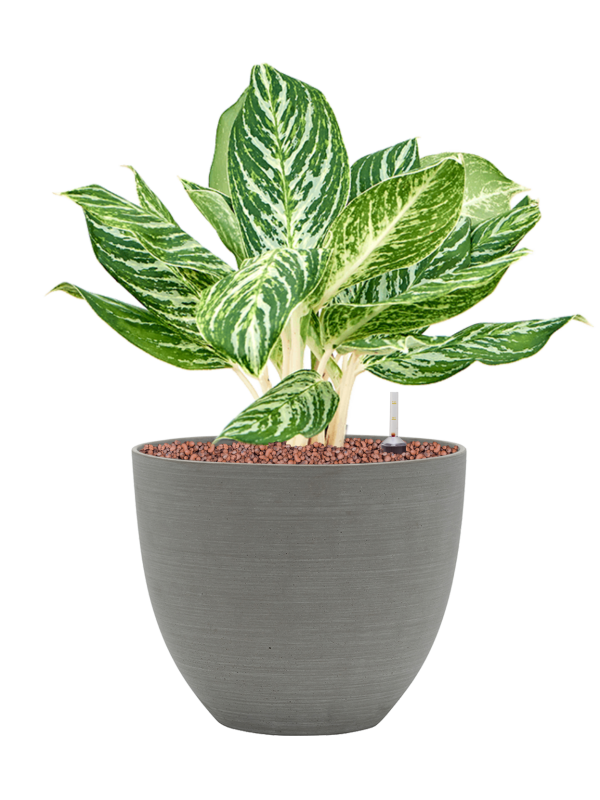 Ansamblu D25xH47cm cu planta naturala Aglaonema 'Madonna' in ghiveci Refined all inclusive set cu granule decorative