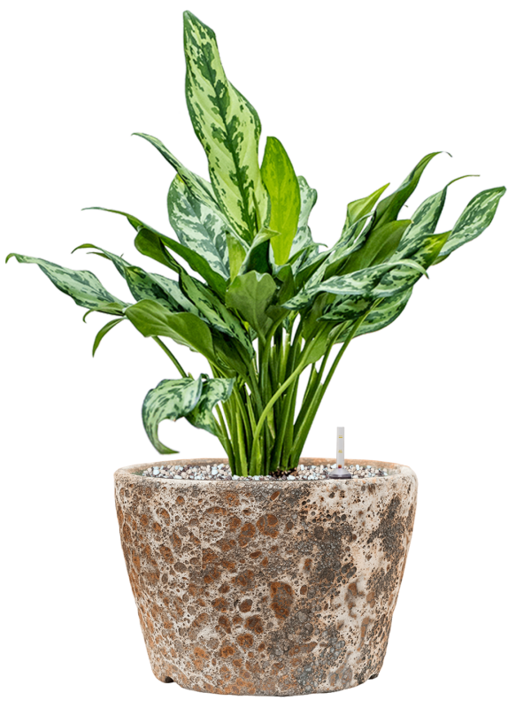 Ansamblu D25xH50cm cu planta naturala Aglaonema 'Miss Julliete' in ghiveci Baq Lava all inclusive set cu granule decorative