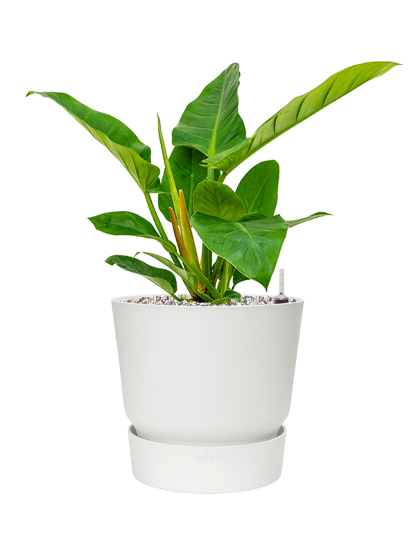 Ansamblu D25xH51cm cu planta naturala Philodendron `Imperial Green' in ghiveci Greenville all inclusive set cu granule decorative