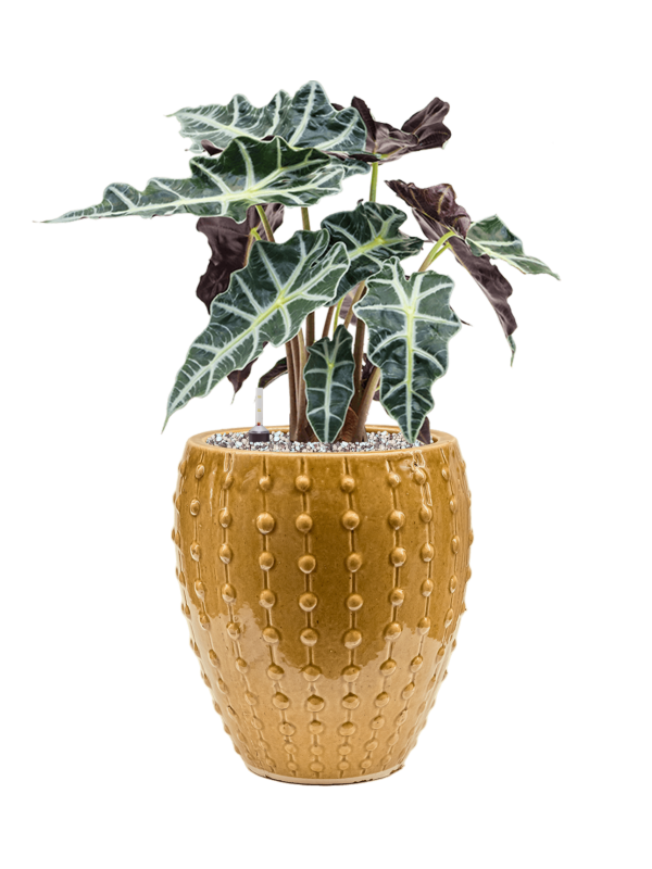 Ansamblu D25xH54cm cu planta naturala Alocasia 'Polly' in ghiveci Laos Mini all inclusive set cu granule decorative