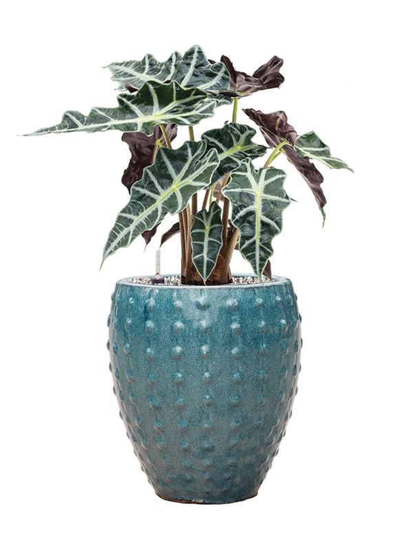 Ansamblu D25xH55cm cu planta naturala Alocasia 'Polly' in ghiveci Laos Mini all inclusive set cu granule decorative