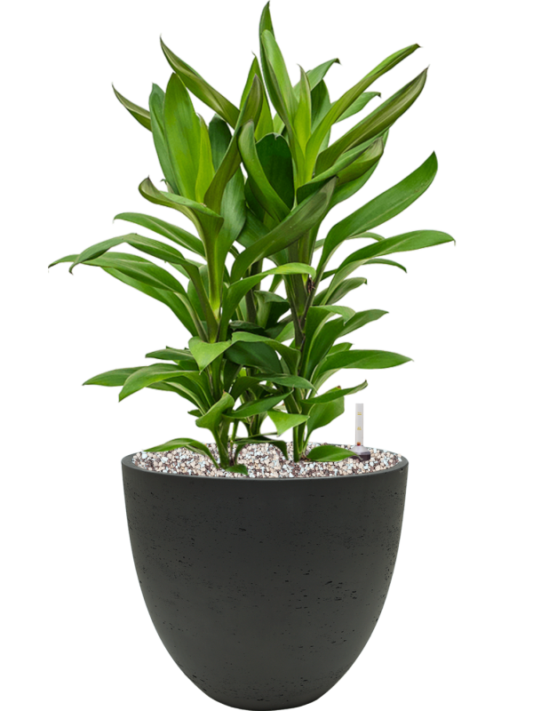 Ansamblu D25xH55cm cu planta naturala Cordyline fruticosa' Glauca' in ghiveci Rough all inclusive set cu granule decorative