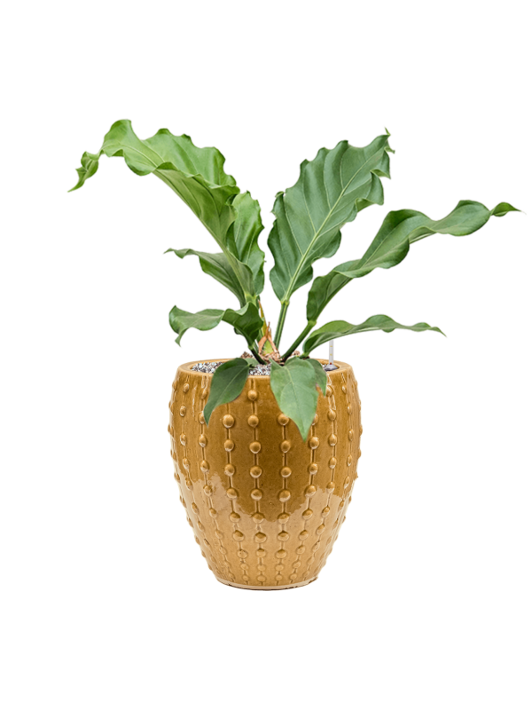 Ansamblu D25xH56cm cu planta naturala Anthurium plowmanii 'Storm' in ghiveci Laos Mini all inclusive set cu granule decorative