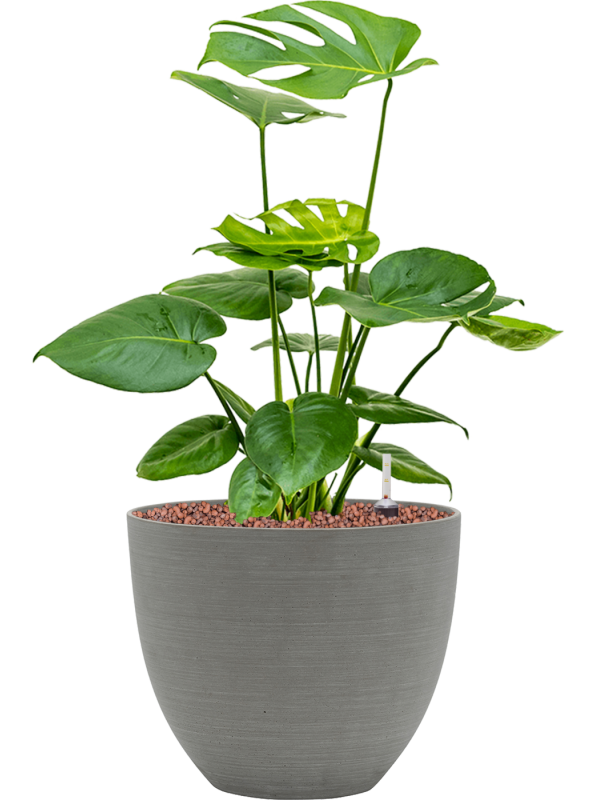 Ansamblu D25xH56cm cu planta naturala Monstera deliciosa in ghiveci Refined all inclusive set cu granule decorative