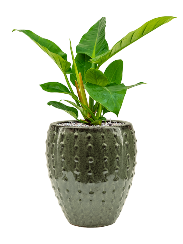 Ansamblu D25xH56cm cu planta naturala Philodendron `Imperial Green' in ghiveci Laos Mini all inclusive set cu granule decorative