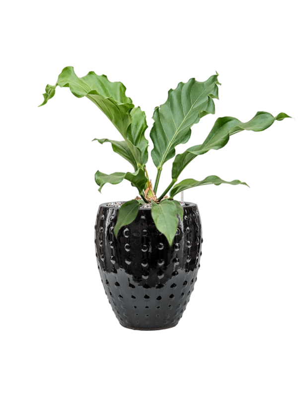 Ansamblu D25xH57cm cu planta naturala Anthurium plowmanii 'Storm' in ghiveci Laos Mini all inclusive set cu granule decorative