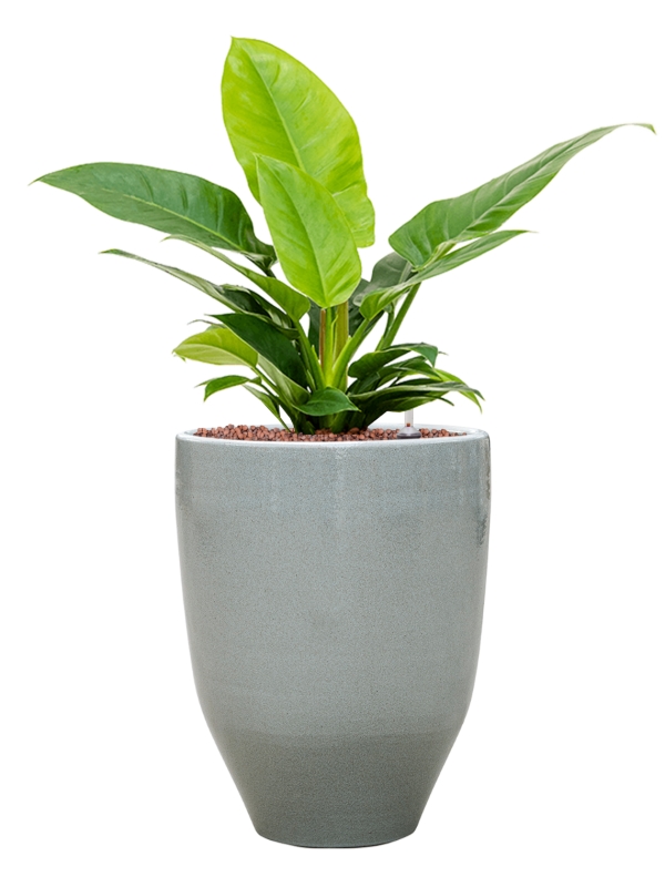 Ansamblu D25xH57cm cu planta naturala Philodendron 'Imperial Green' in ghiveci One and Only all inclusive set cu granule decorative