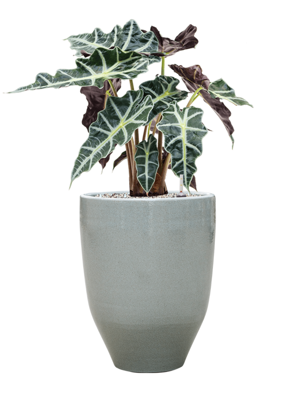 Ansamblu D25xH58cm cu planta naturala Alocasia 'Polly' in ghiveci One and Only all inclusive set cu granule decorative