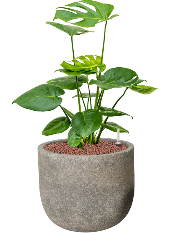 Ansamblu D25xH59cm cu planta naturala Monstera deliciosa in ghiveci Cement all inclusive set cu granule decorative