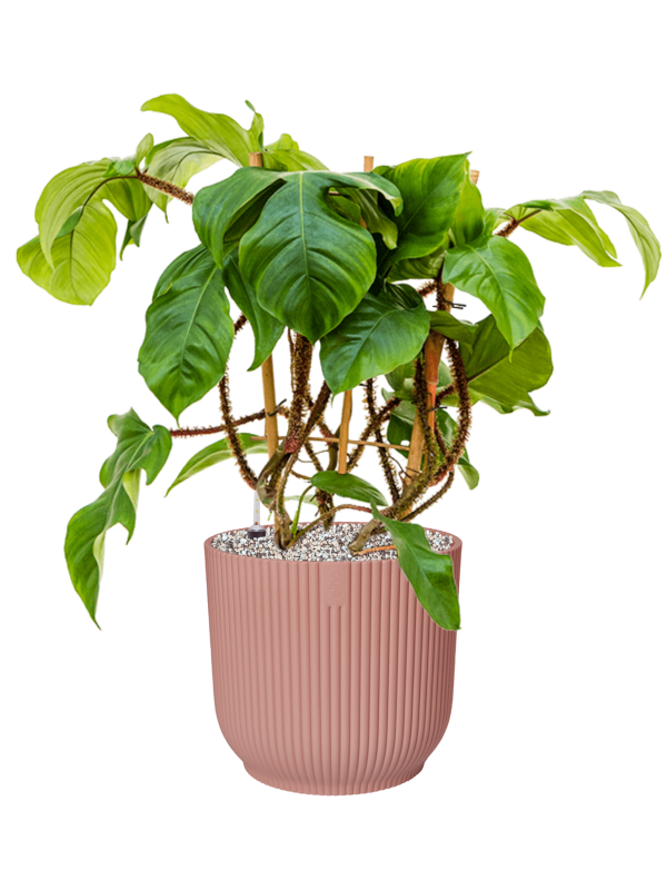 Ansamblu D25xH59cm cu planta naturala Philodendron squamiferum in ghiveci Vibes Fold all inclusive set cu granule decorative